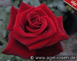 Graf Lennart kaufen, click for more details Graf Lennart