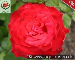 Grande Amore kaufen, click for more details Grande Amore