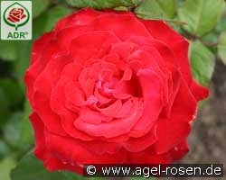 Grande Amore kaufen, click for more details Grande Amore