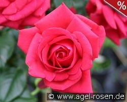 Grande Classe kaufen, click for more details Grande Classe