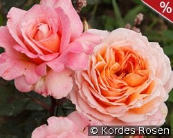 Großherzogin Luise kaufen, click for more details Großherzogin Luise