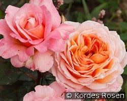 Großherzogin Luise kaufen, click for more details Großherzogin Luise