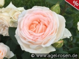 Gruaud Larose