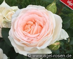 Gruaud Larose kaufen, click for more details Gruaud Larose