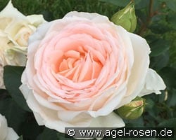 Gruaud Larose kaufen, click for more details Gruaud Larose