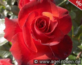 Gruß an Angeln