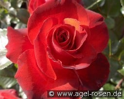 Gruß an Angeln kaufen, click for more details Gruß an Angeln