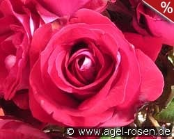 Halleluja - Alleluia kaufen, click for more details Halleluja - Alleluia