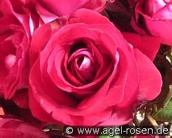 Halleluja  -  Alleluia kaufen, click for more details Halleluja  -  Alleluia