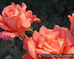 Hamburger Deern kaufen, click for more details Hamburger Deern