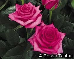 Hanseat kaufen, click for more details Hanseat