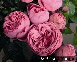 Happy Piano kaufen, click for more details Happy Piano