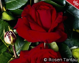 Helmut Kohl Rose