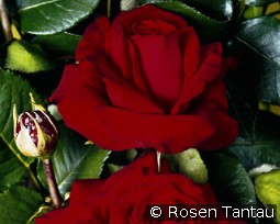 Helmut Kohl Rose