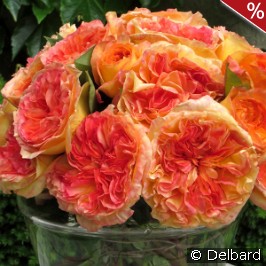Henri Delbard