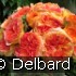 Buy Henri Delbard
