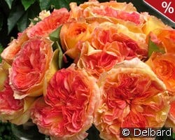 Henri Delbard kaufen, click for more details Henri Delbard