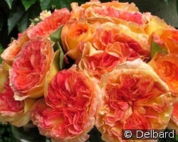 Henri Delbard kaufen, click for more details Henri Delbard