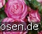 Hessenrose