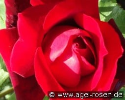 Hidalgo syn Michel Hidalgo kaufen, click for more details Hidalgo syn Michel Hidalgo