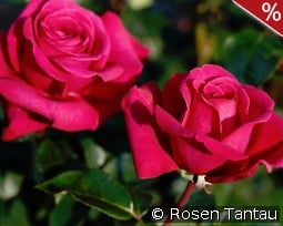 Hot Lady kaufen, click for more details Hot Lady