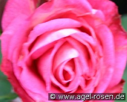 Ilka Frensch kaufen, click for more details Ilka Frensch