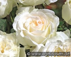 Irina kaufen, click for more details Irina