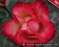 Irina Bührer kaufen, click for more details Irina Bührer