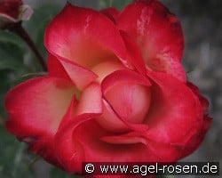 Irina Bührer kaufen, click for more details Irina Bührer