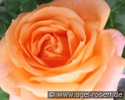 Jan Stefan Hettler Rose kaufen, click for more details Jan Stefan Hettler Rose