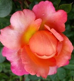 Jazz Festival kaufen, click for more details Jazz Festival