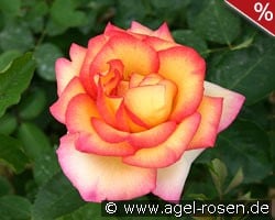 Jean Piat kaufen, click for more details Jean Piat