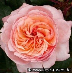 Jean de la Fontaine kaufen, click for more details Jean de la Fontaine