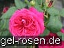 Buy Johann Wolfgang von Goethe Rose