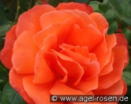 Joro kaufen, click for more details Joro