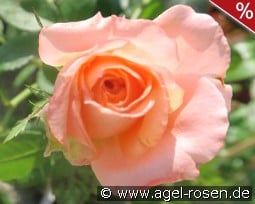 Joschi Gregorits kaufen, click for more details Joschi Gregorits