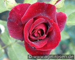 Josephine Bruce kaufen, click for more details Josephine Bruce