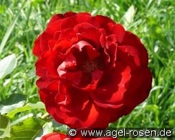 Journal kaufen, click for more details Journal