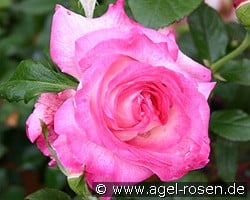 Julia (Pascal Sevran) kaufen, click for more details Julia (Pascal Sevran)