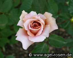 Julia's Rose