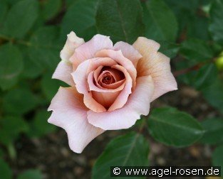 Julia's Rose