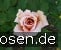 Julia's Rose