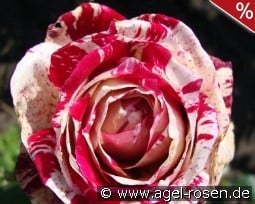 Julio Iglesias kaufen, click for more details Julio Iglesias