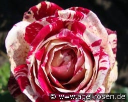 Julio Iglesias kaufen, click for more details Julio Iglesias