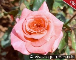 Junge Liebe kaufen, click for more details Junge Liebe