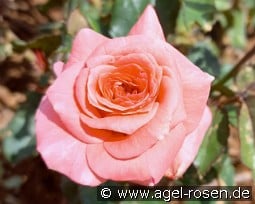 Junge Liebe kaufen, click for more details Junge Liebe