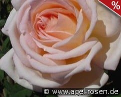 Karl Heinz Hanisch syn Jardins de Bagatelle kaufen, click for more details Karl Heinz Hanisch syn Jardins de Bagatelle