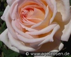 Karl Heinz Hanisch syn  Jardins de Bagatelle kaufen, click for more details Karl Heinz Hanisch syn  Jardins de Bagatelle