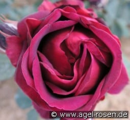 Katharina Metzger kaufen, click for more details Katharina Metzger