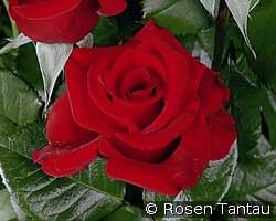 Kavalier syn. Gustav Mahler kaufen, click for more details Kavalier syn. Gustav Mahler